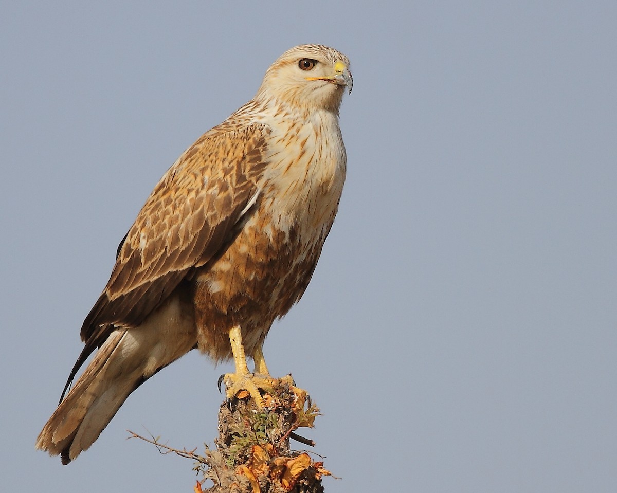 Long-legged Buzzard - ML614978168