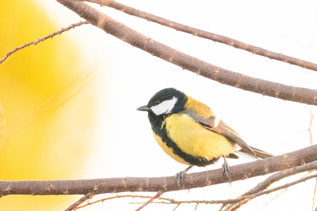 Great Tit - Jorge Crespo Pérez