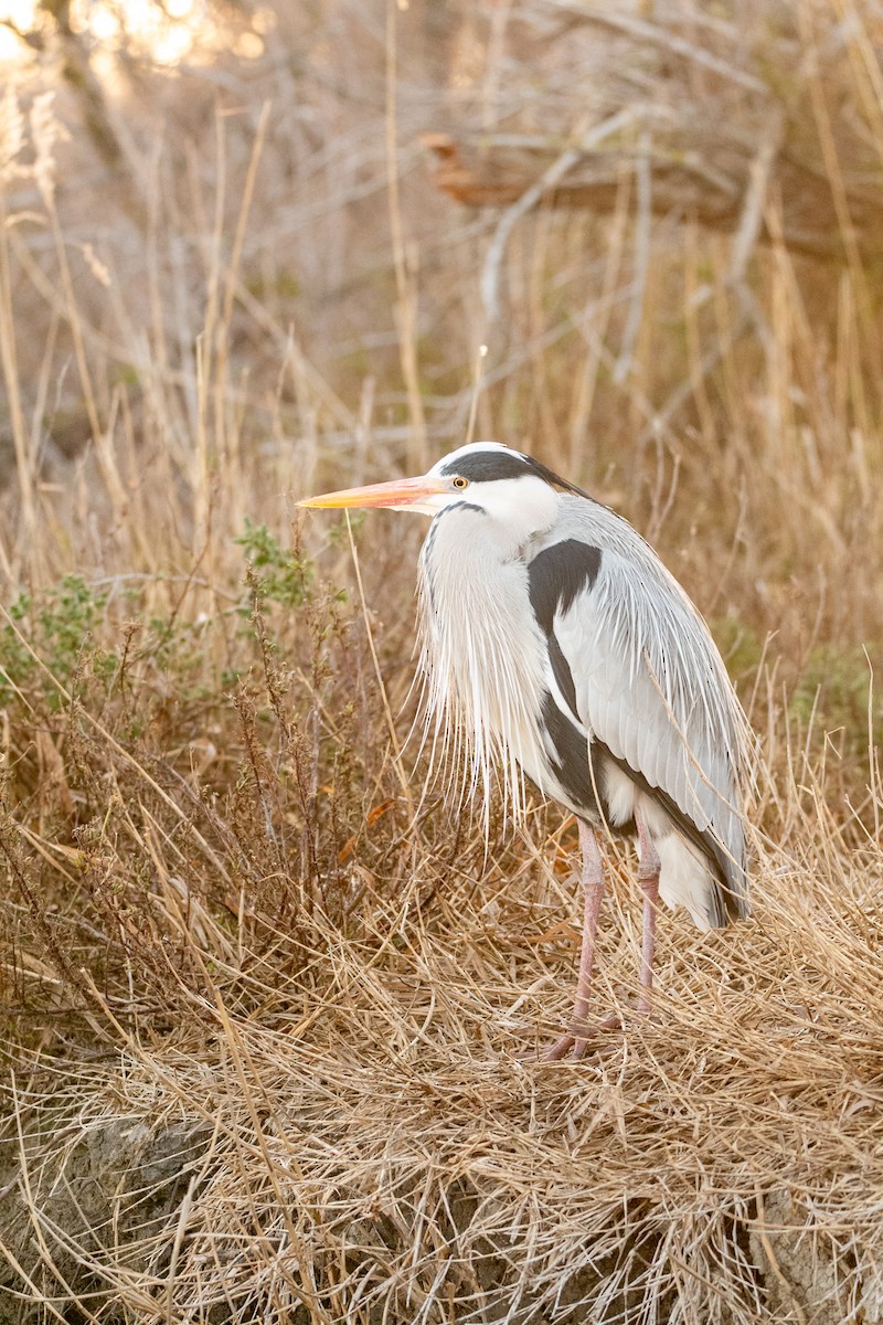 Gray Heron - Jorge Crespo Pérez