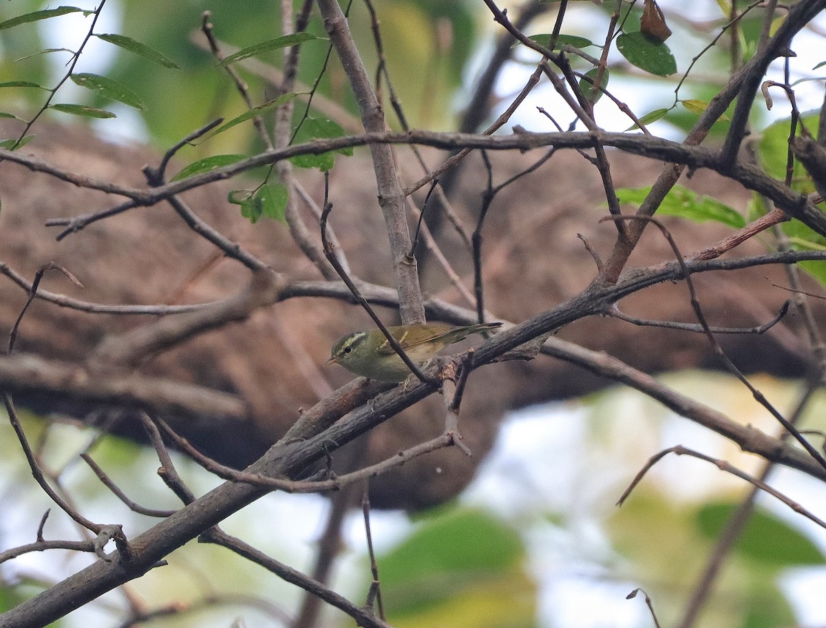 Blyth's Leaf Warbler - ML614978243