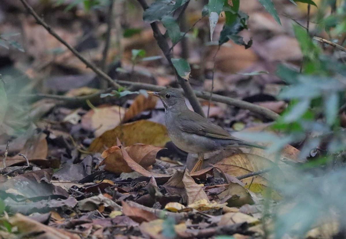 Tickell's Thrush - ML614978253