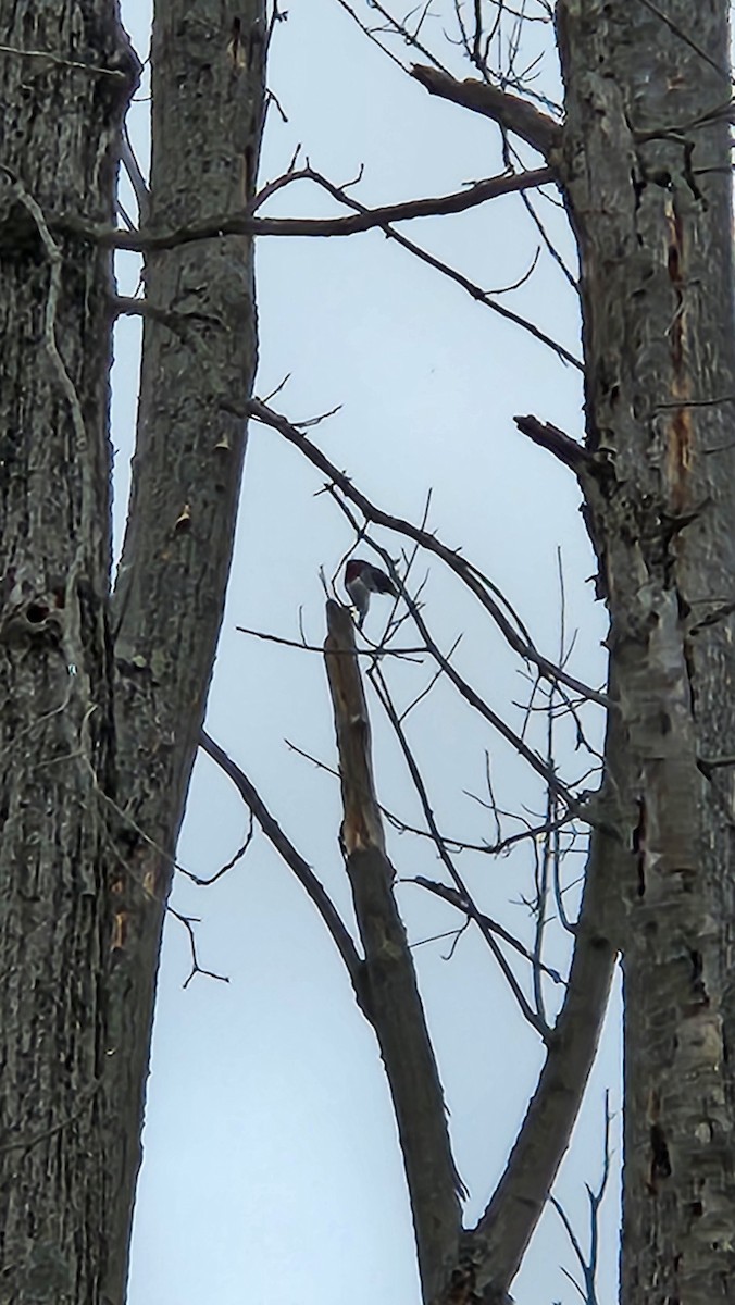 Red-headed Woodpecker - Andrew Lidral