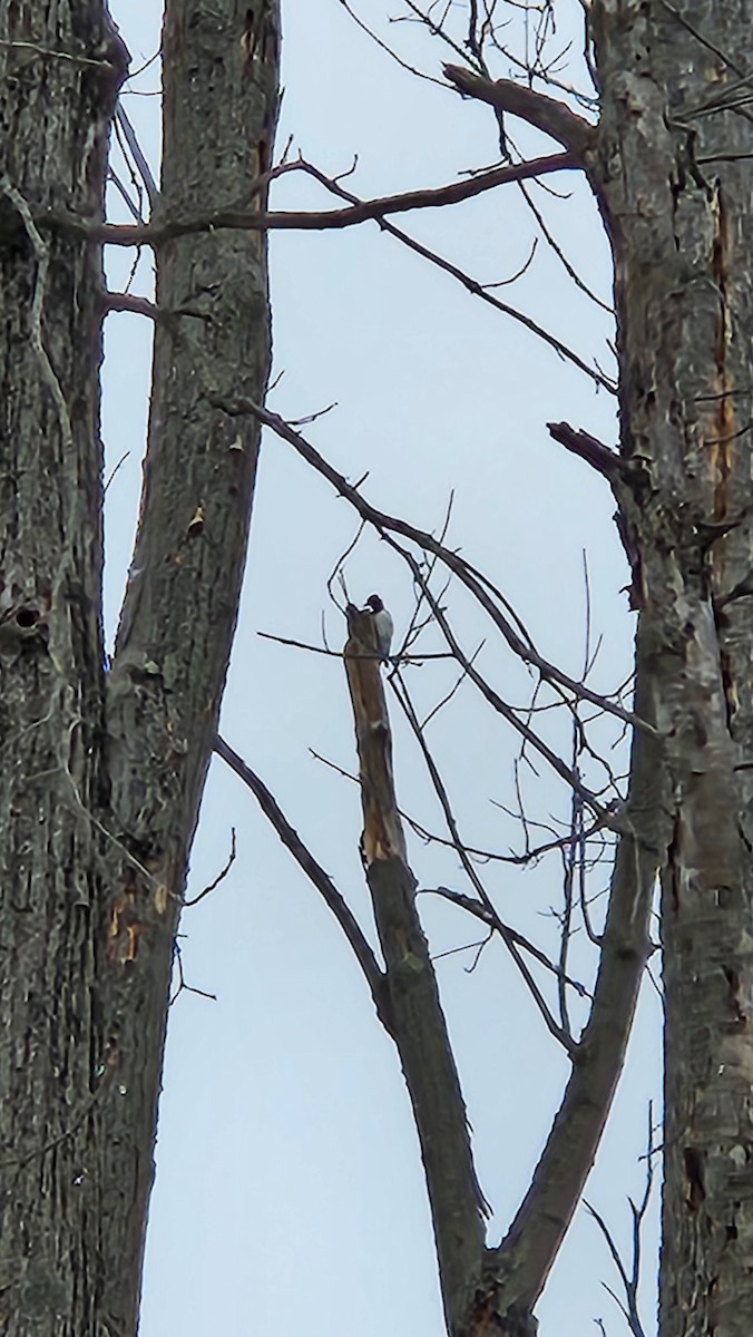 Red-headed Woodpecker - ML614978348