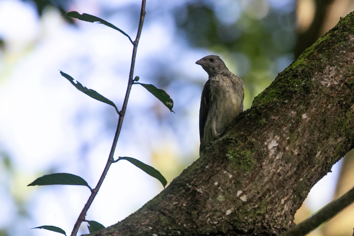 Scaly-throated Honeyguide - ML614978370