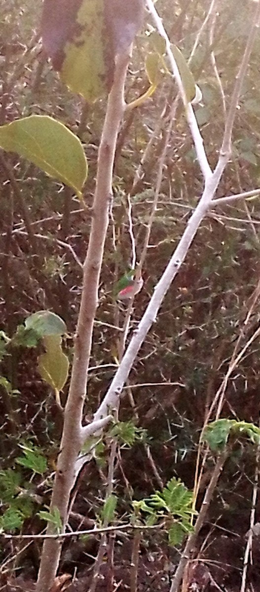 Cuban Tody - Manuel Aroche Domenech