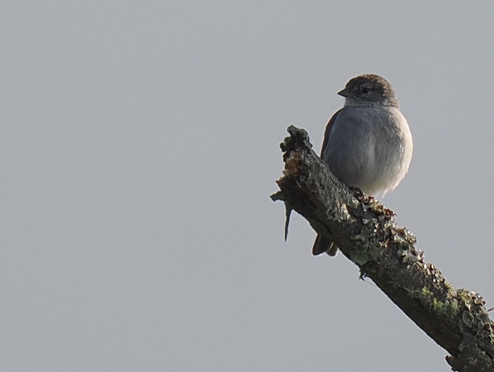 Ash-breasted Sierra Finch - ML614978438