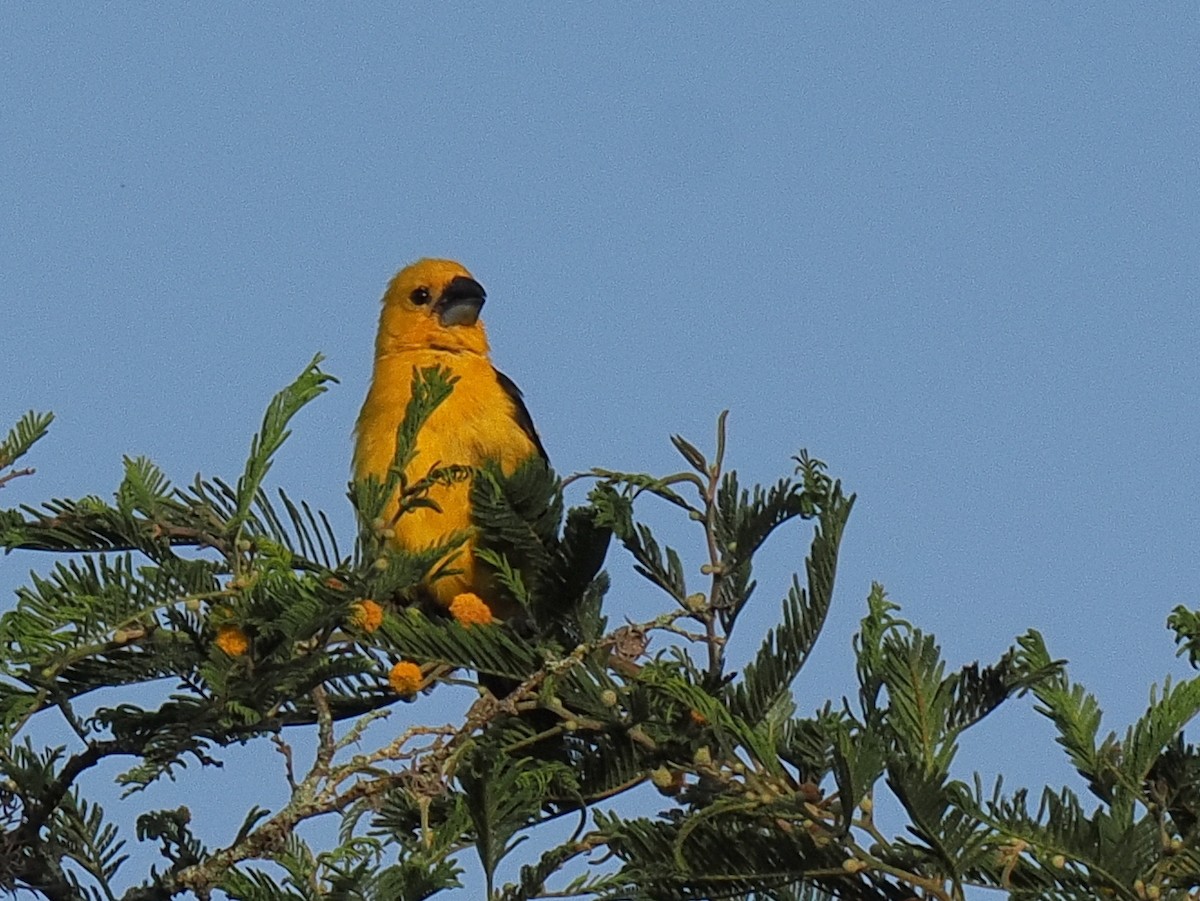 Golden Grosbeak - ML614978441