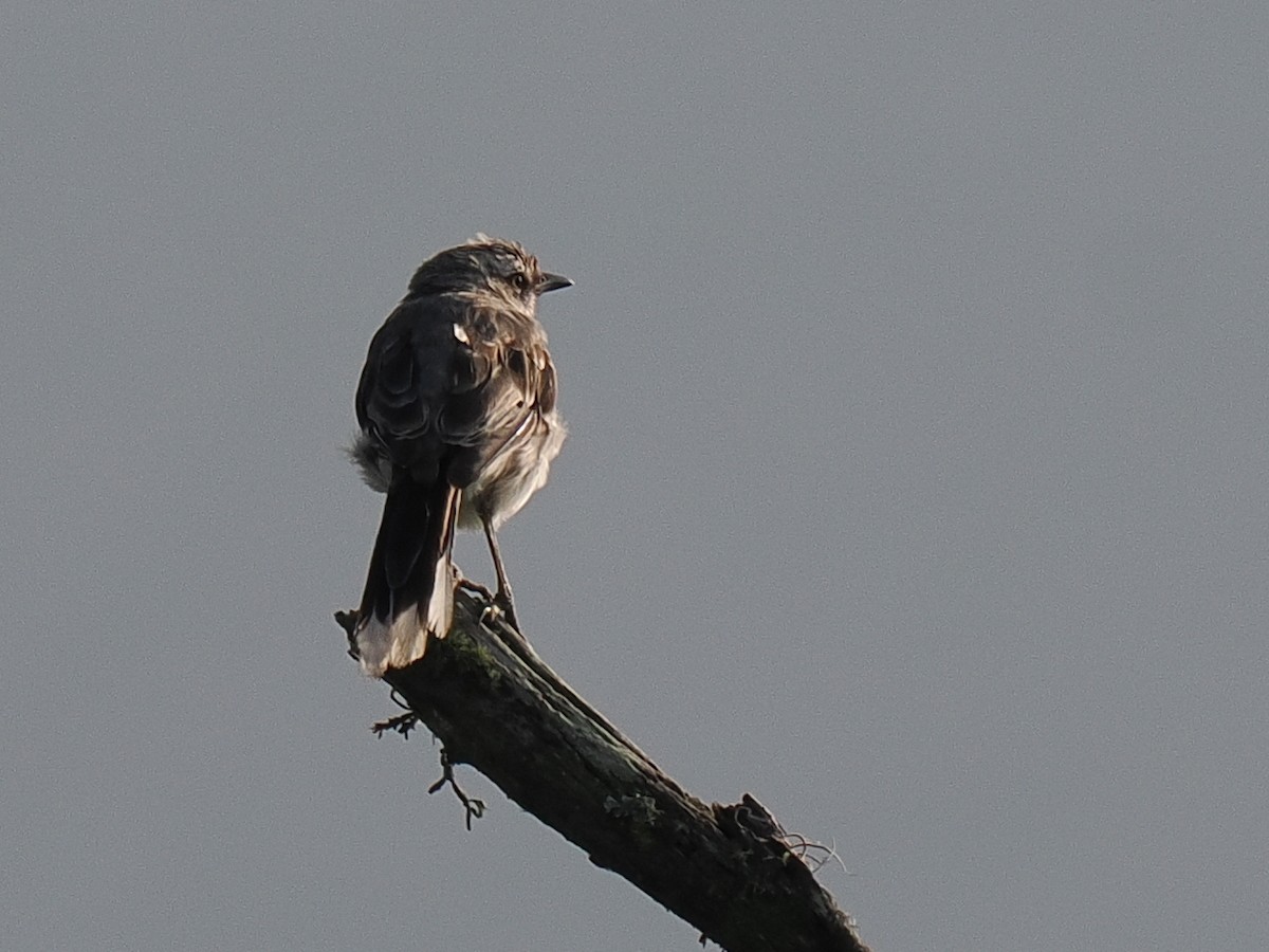 Tropical Mockingbird - ML614978445