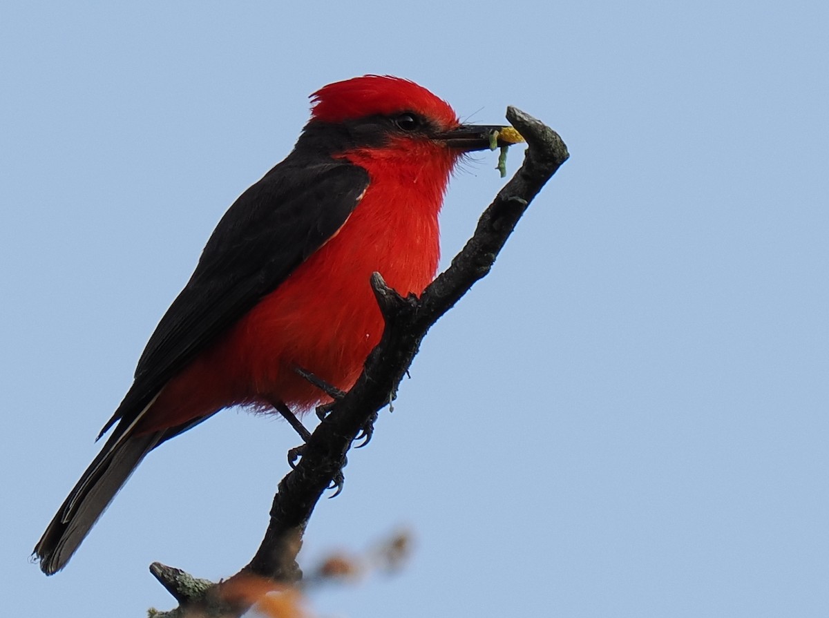 Vermilion Flycatcher - ML614978450