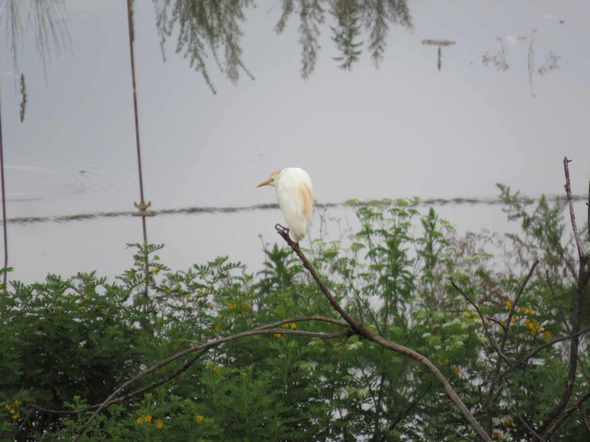 Western Cattle Egret - ML614978517