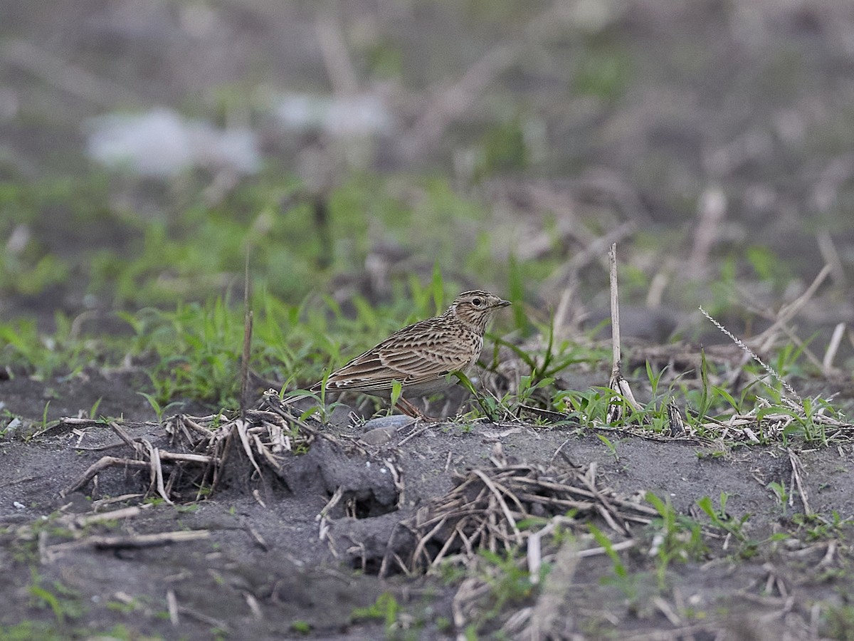 Eurasian Skylark - ML614978557