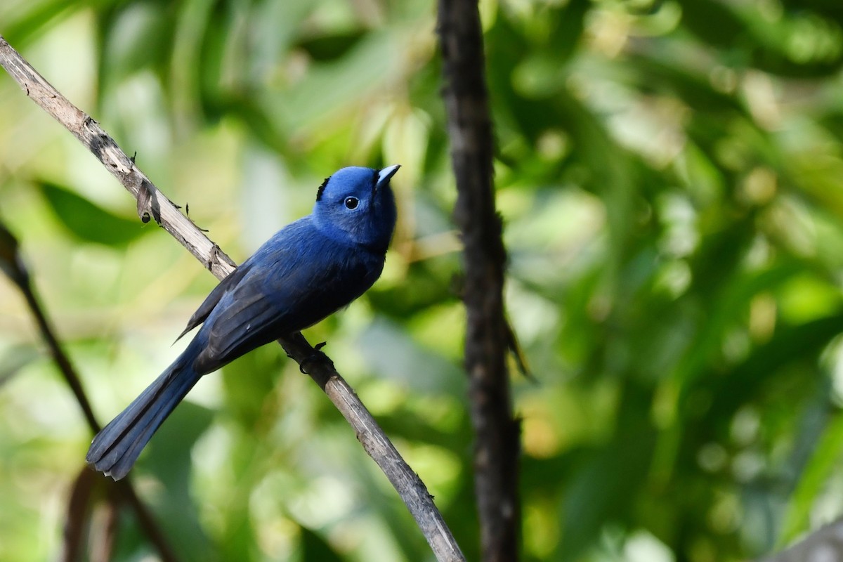 Black-naped Monarch - ML614978577