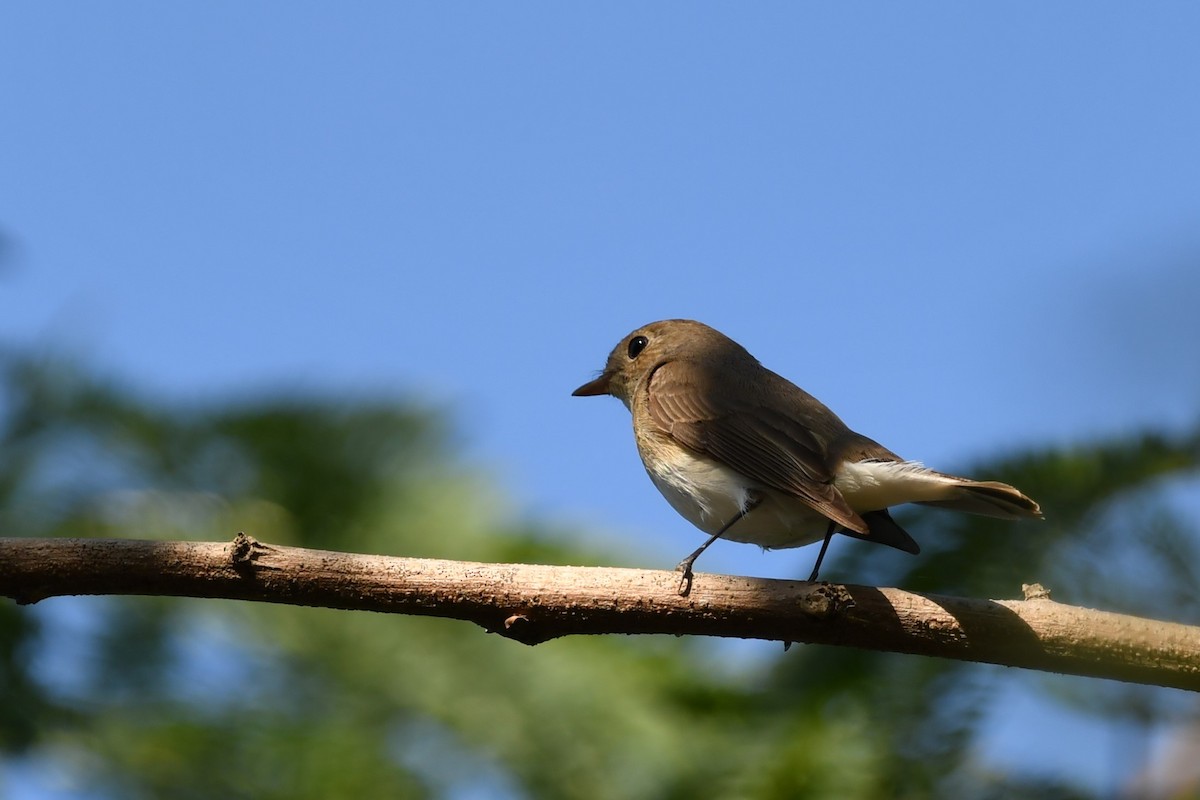 Red-breasted Flycatcher - ML614978583