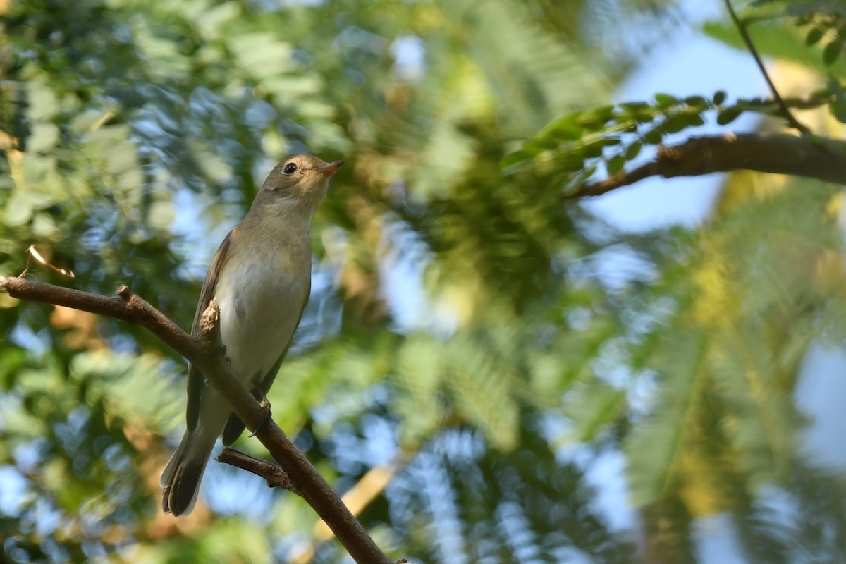 Red-breasted Flycatcher - ML614978584