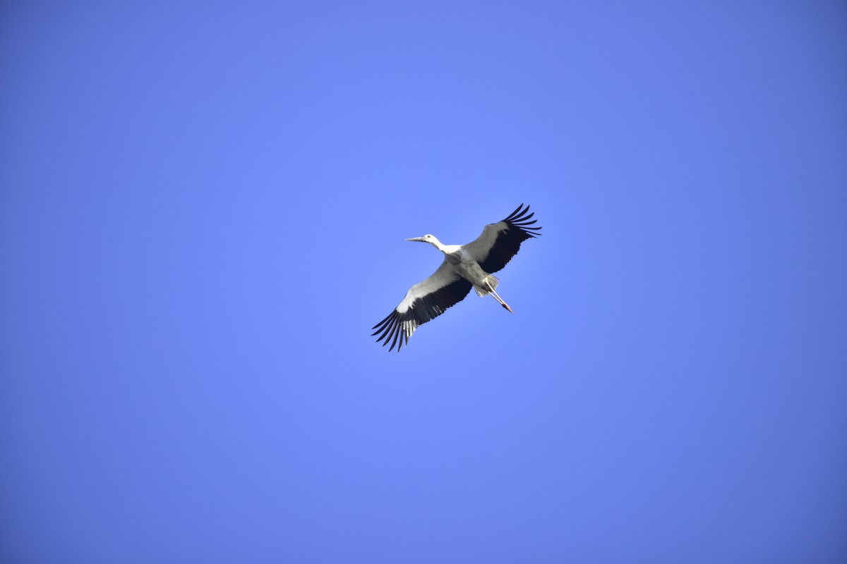 Oriental Stork - ML614978592