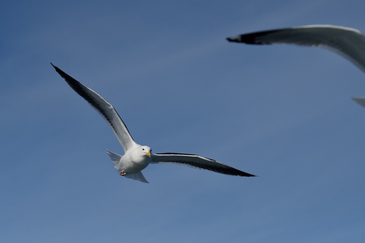 Great Black-backed Gull - Jesse Anderson