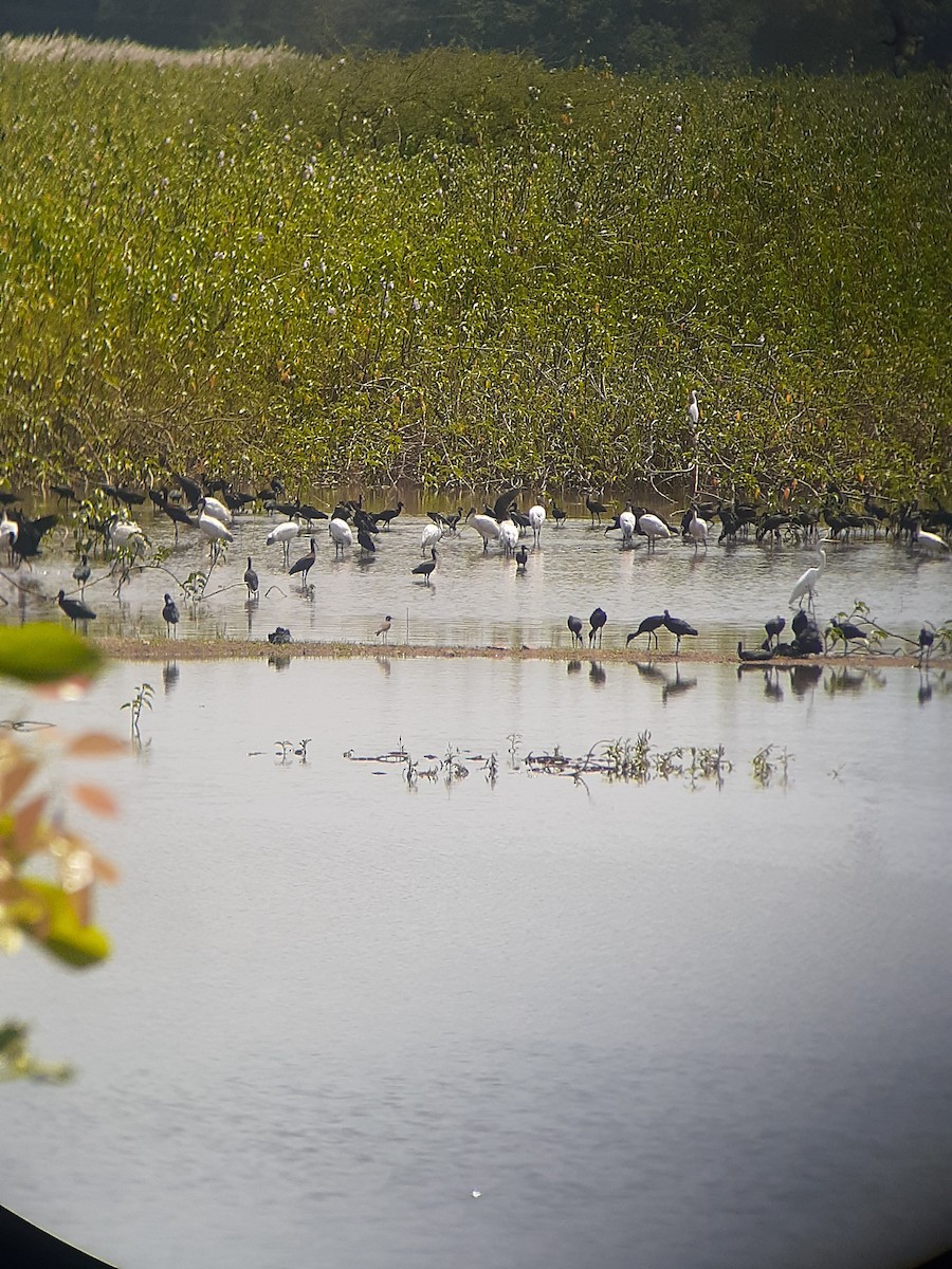 Black-headed Ibis - Bobby M