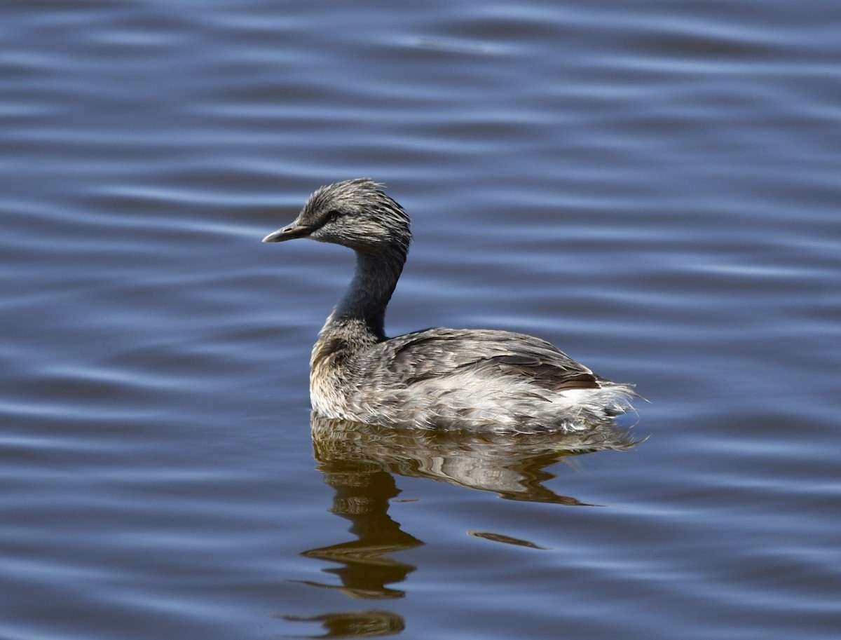 Hoary-headed Grebe - ML614978704