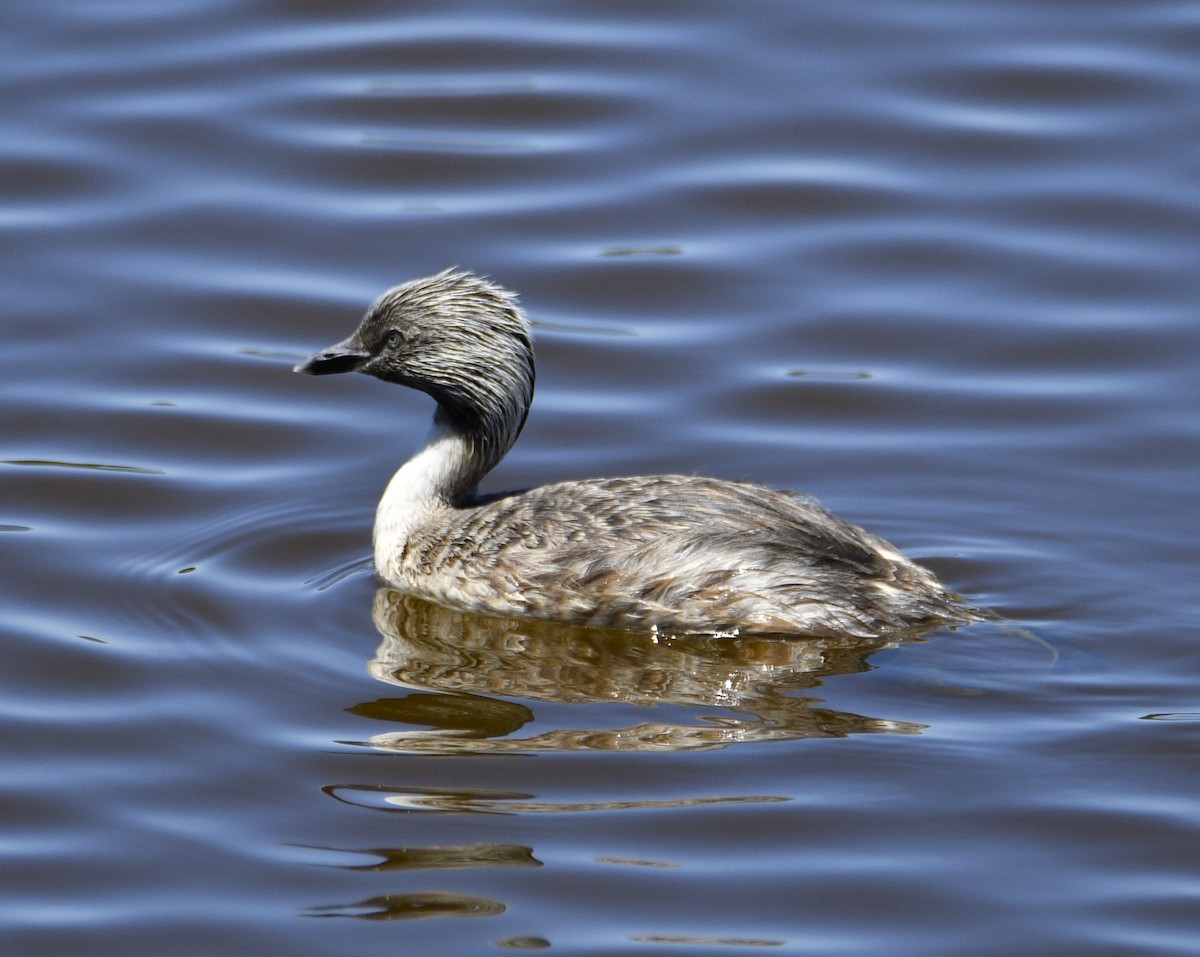 Hoary-headed Grebe - ML614978706