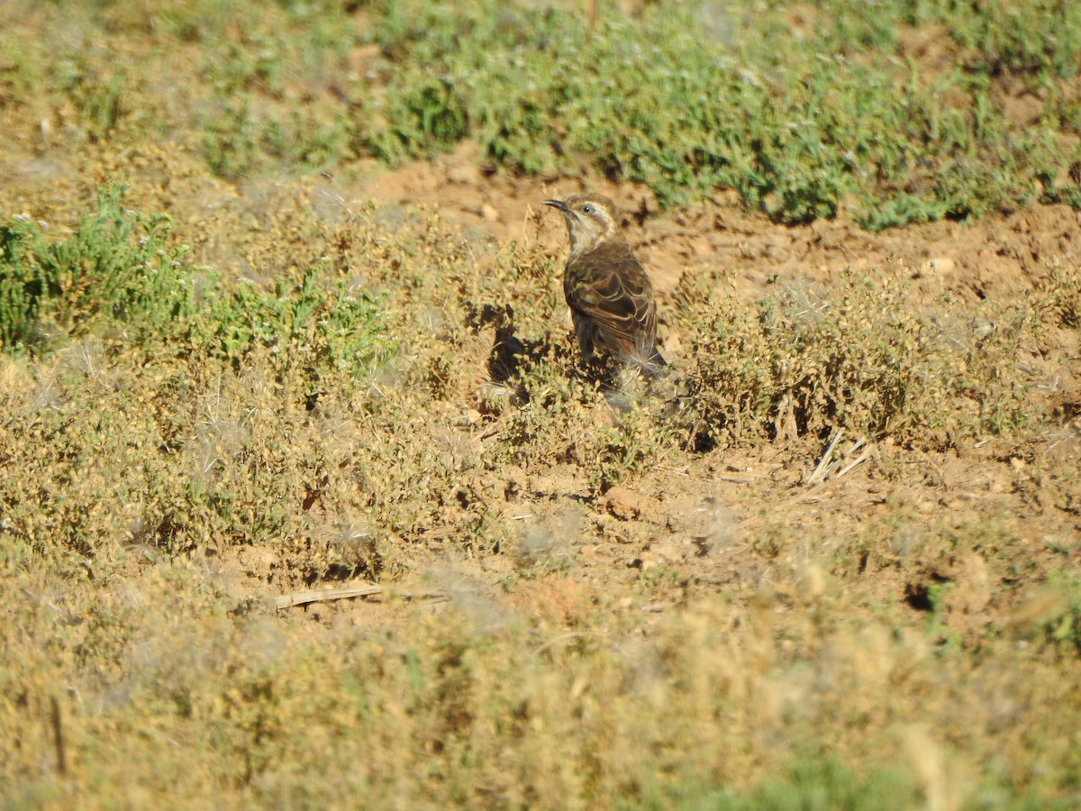 Horsfield's Bronze-Cuckoo - ML614978741