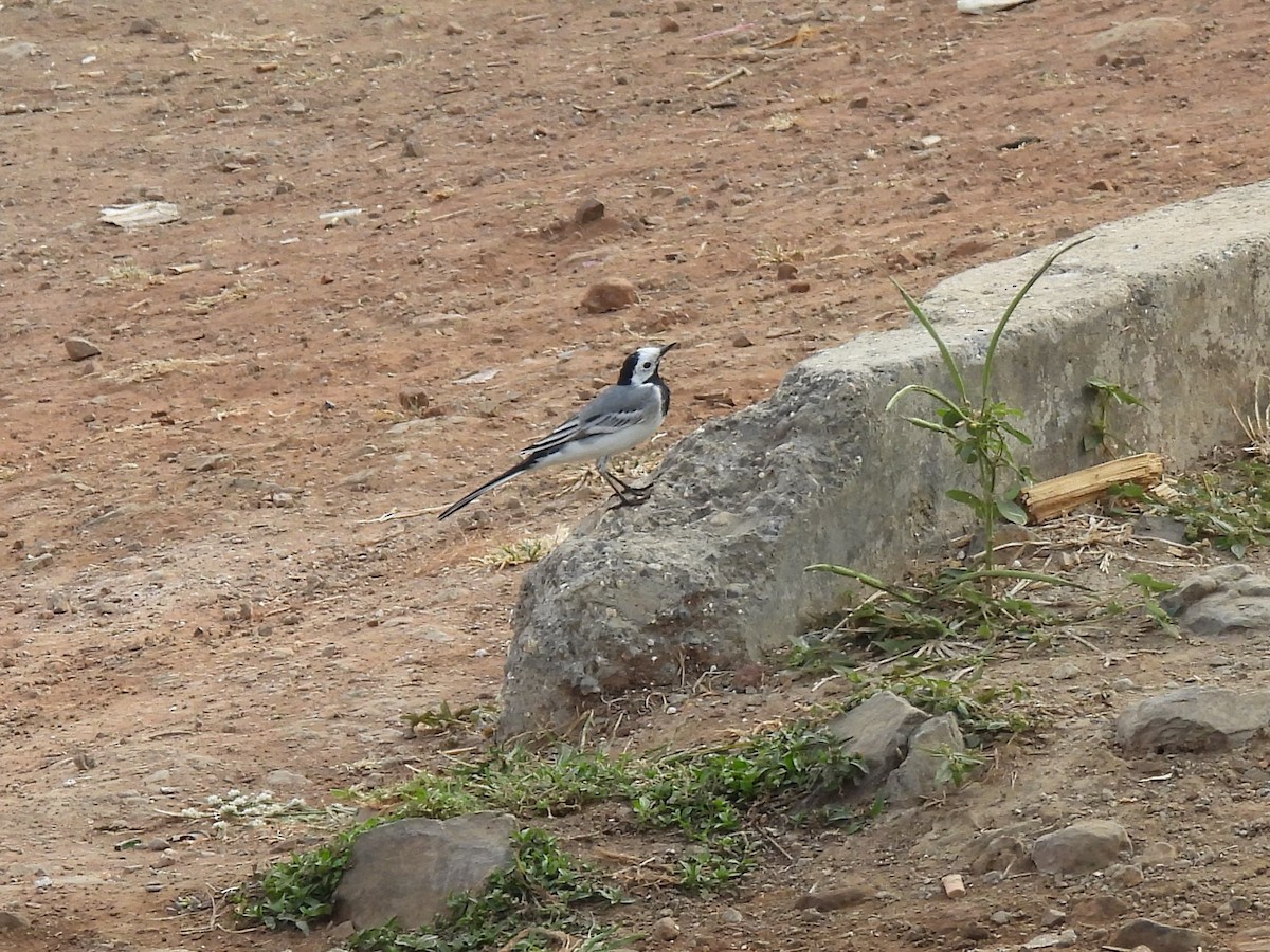 White Wagtail - ML614978779