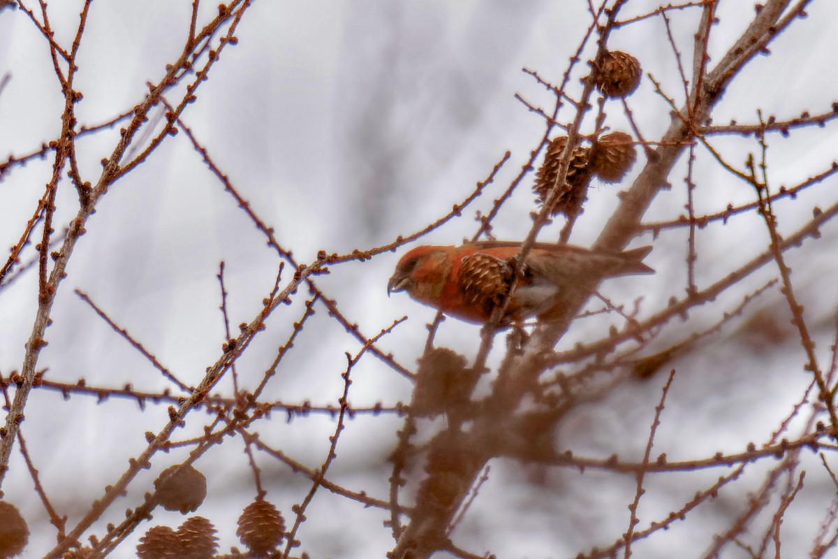 紅交嘴雀 - ML614978794