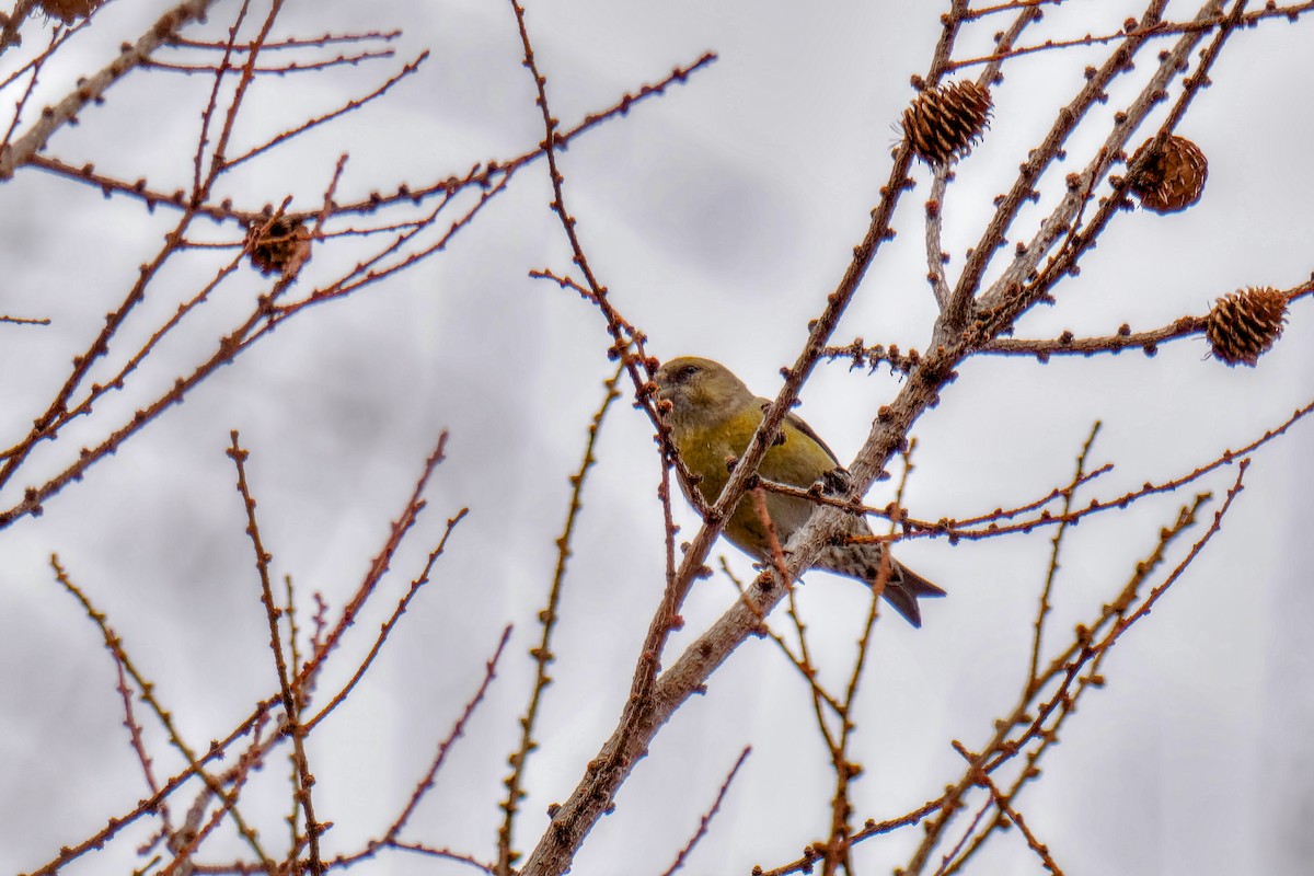 紅交嘴雀 - ML614978795