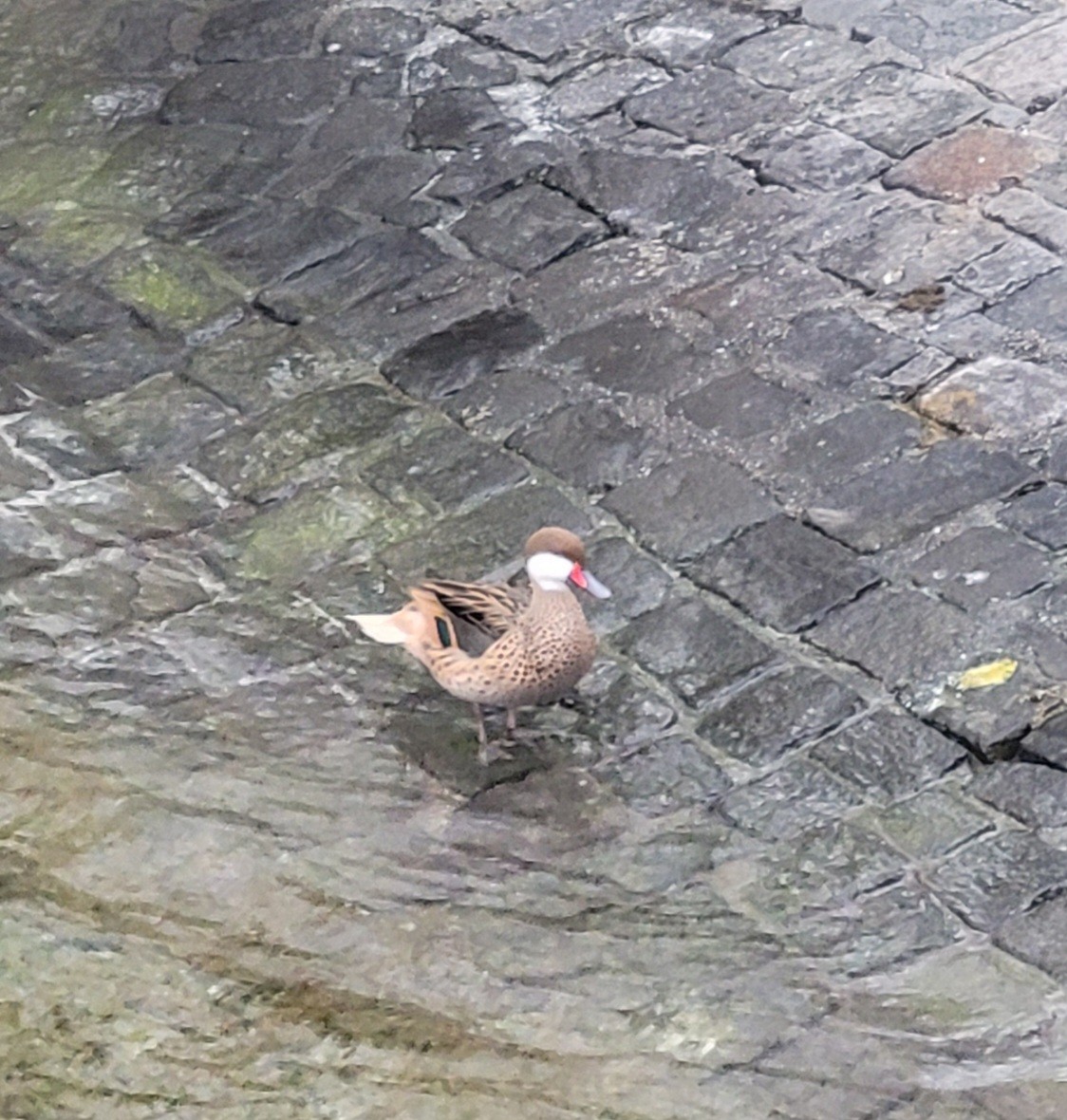 White-cheeked Pintail - ML614978858