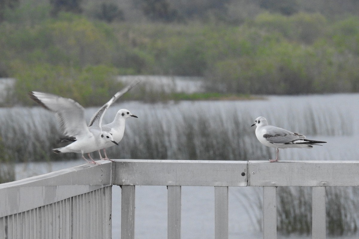 Mouette de Bonaparte - ML614978880