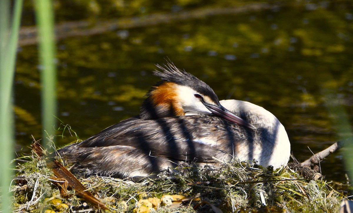 Great Crested Grebe - ML614978908