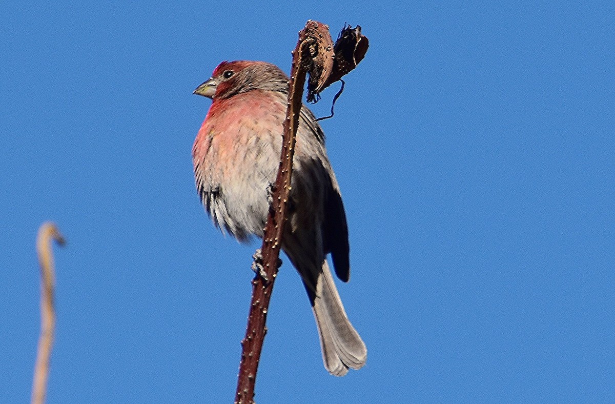 House Finch - ML614978914