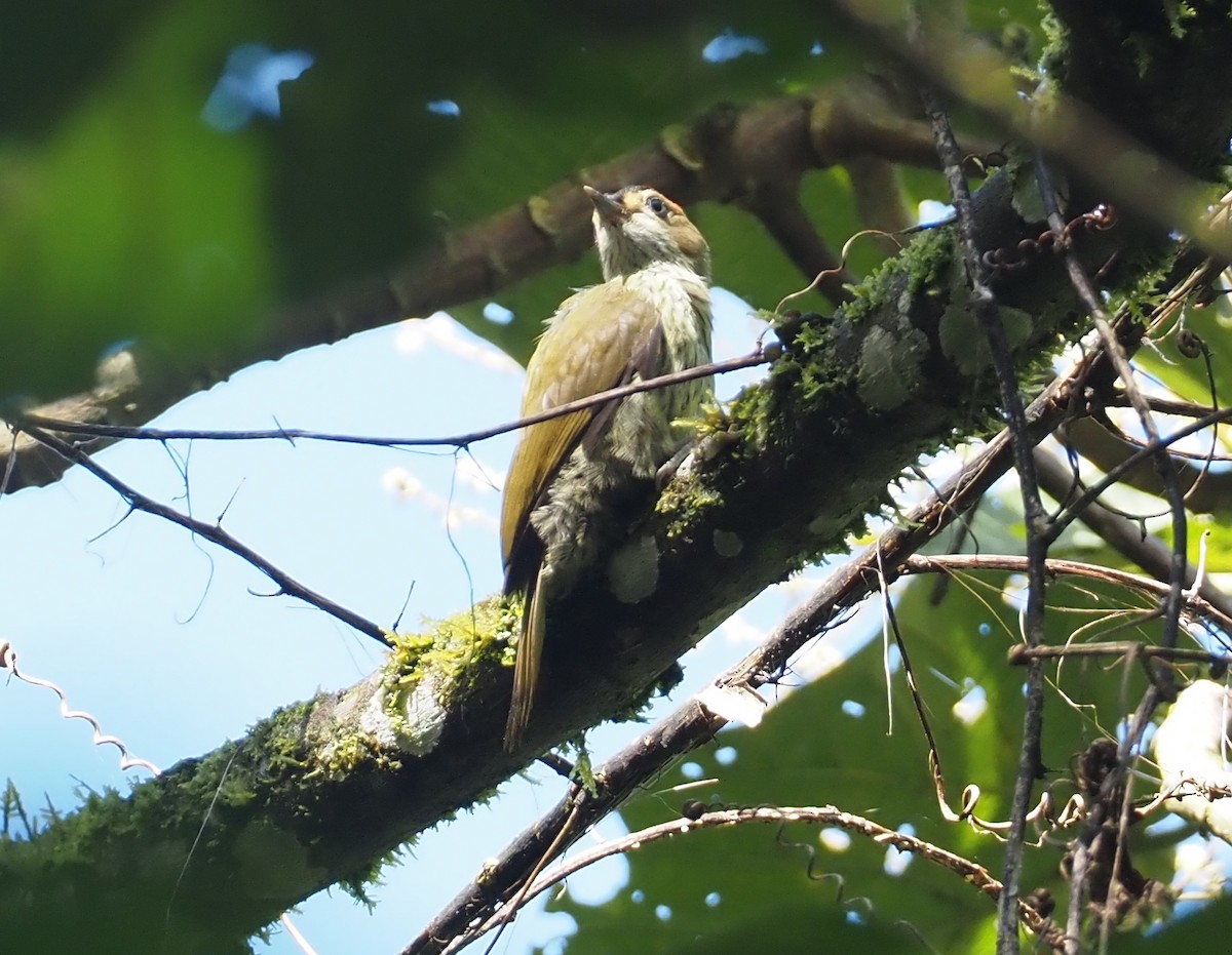 datel konžský (ssp. elliotii) - ML614978918