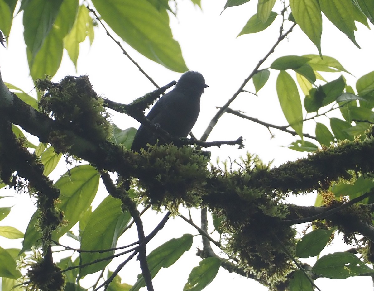 Dusky Tit - ML614978991