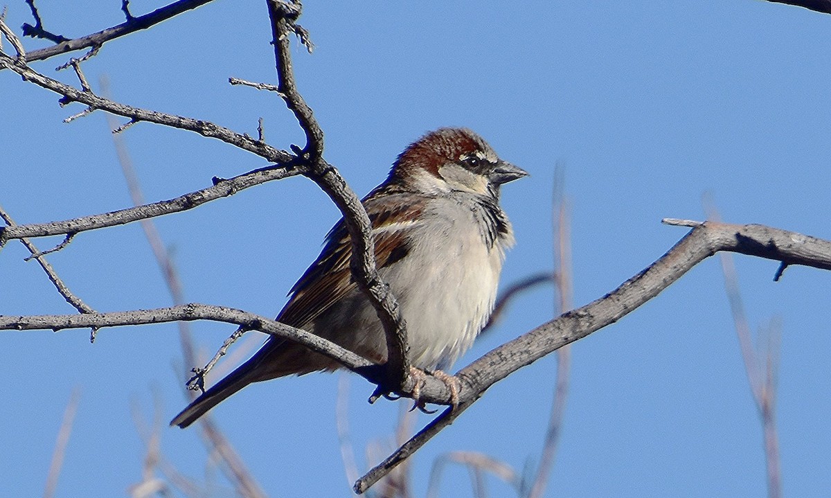 House Sparrow - Scott Jackson