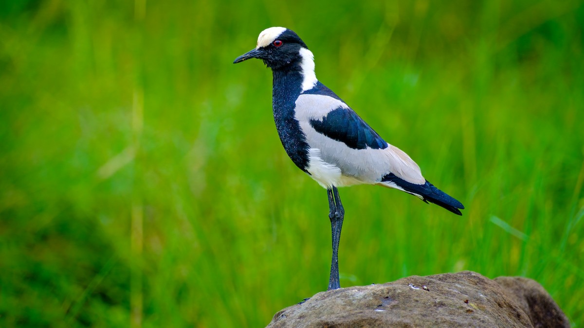 Blacksmith Lapwing - ML614979062