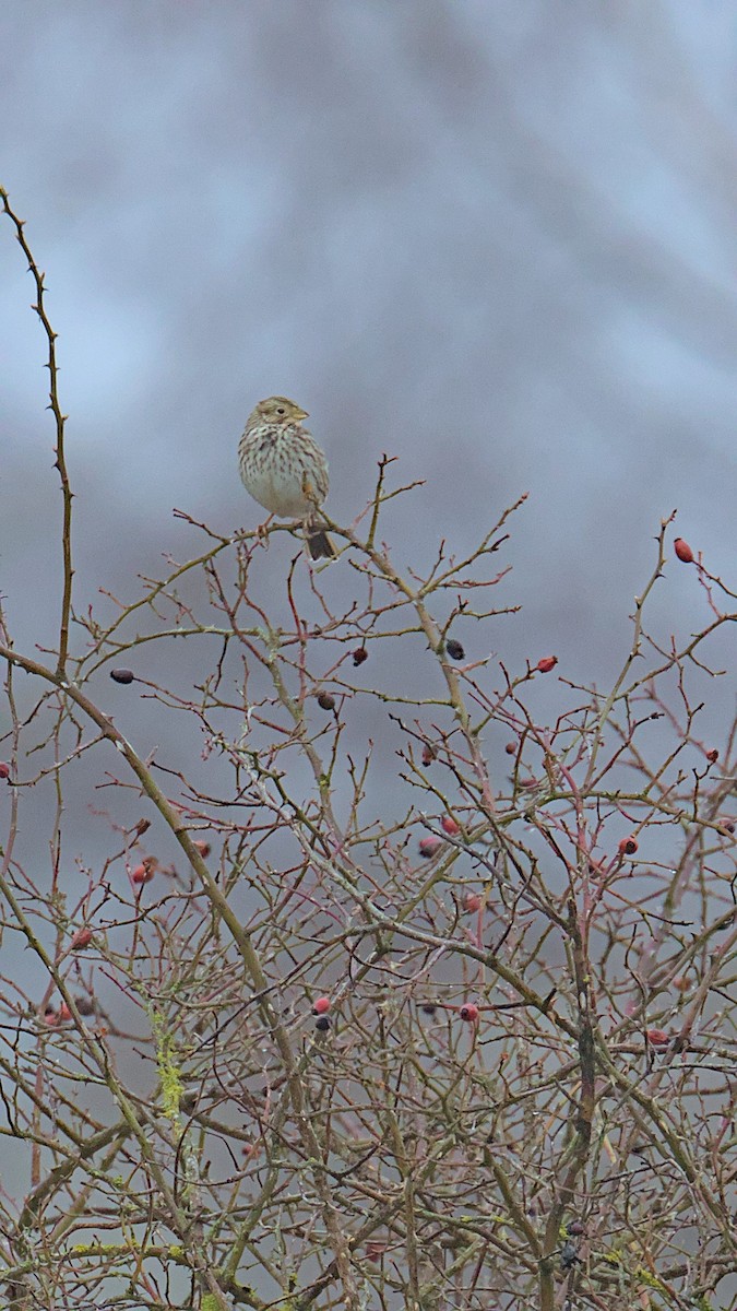 Corn Bunting - Gerald Friedrichs