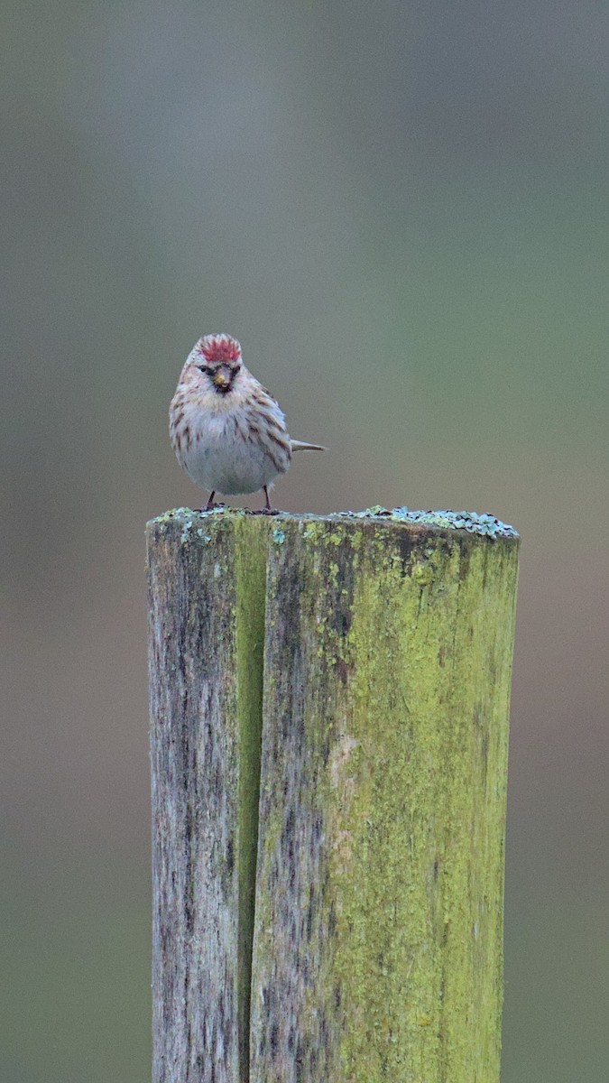 Common Redpoll - Gerald Friedrichs