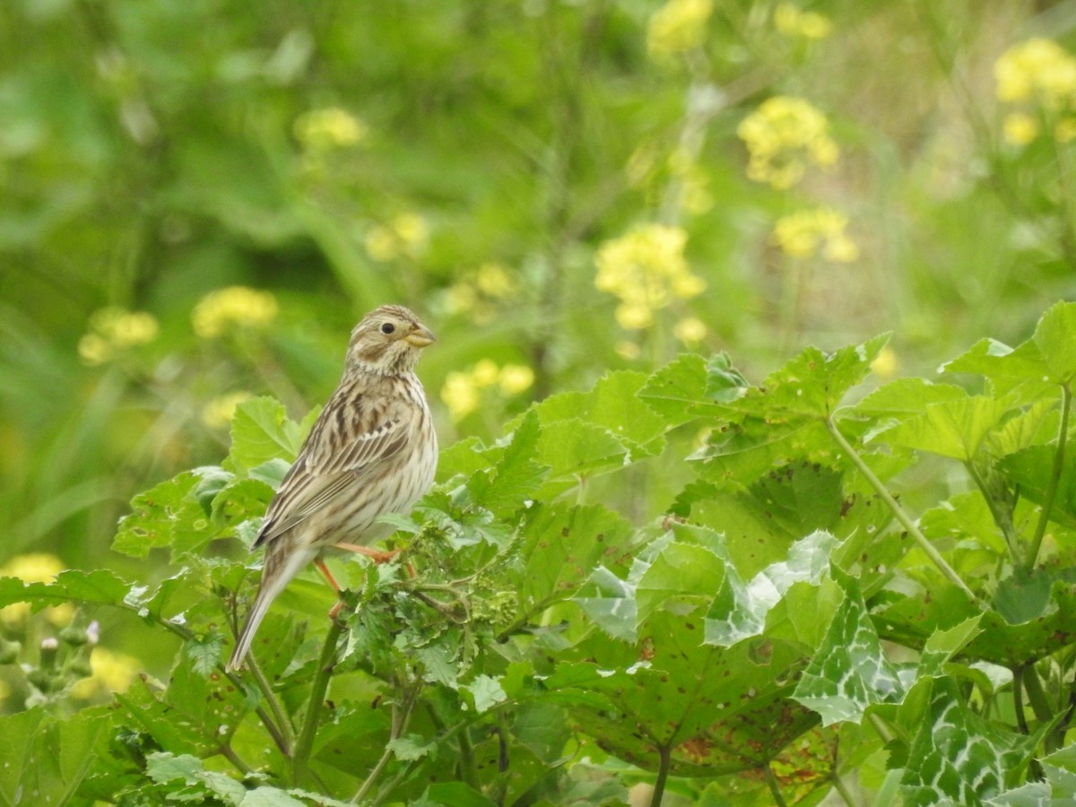 Corn Bunting - ML614979121