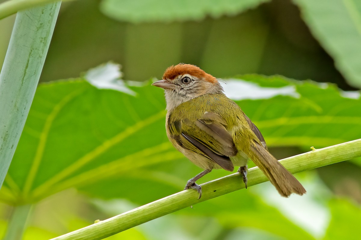 Gray-eyed Greenlet - Fábio Giordano