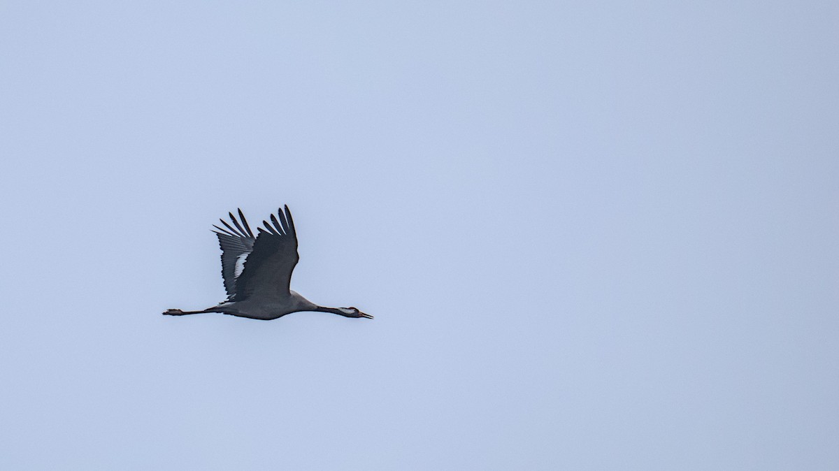 Common Crane - Gerald Friedrichs