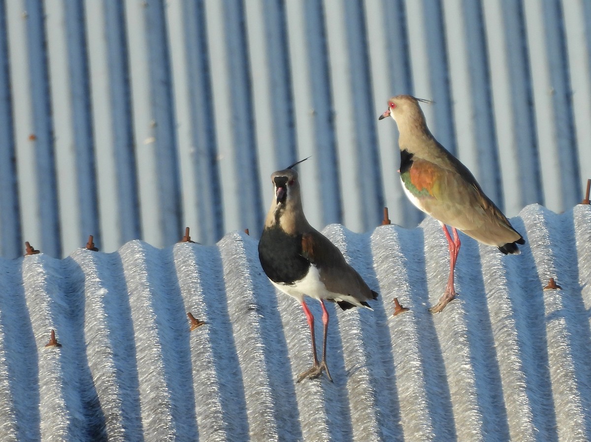 Southern Lapwing - Graciela  Antenucci