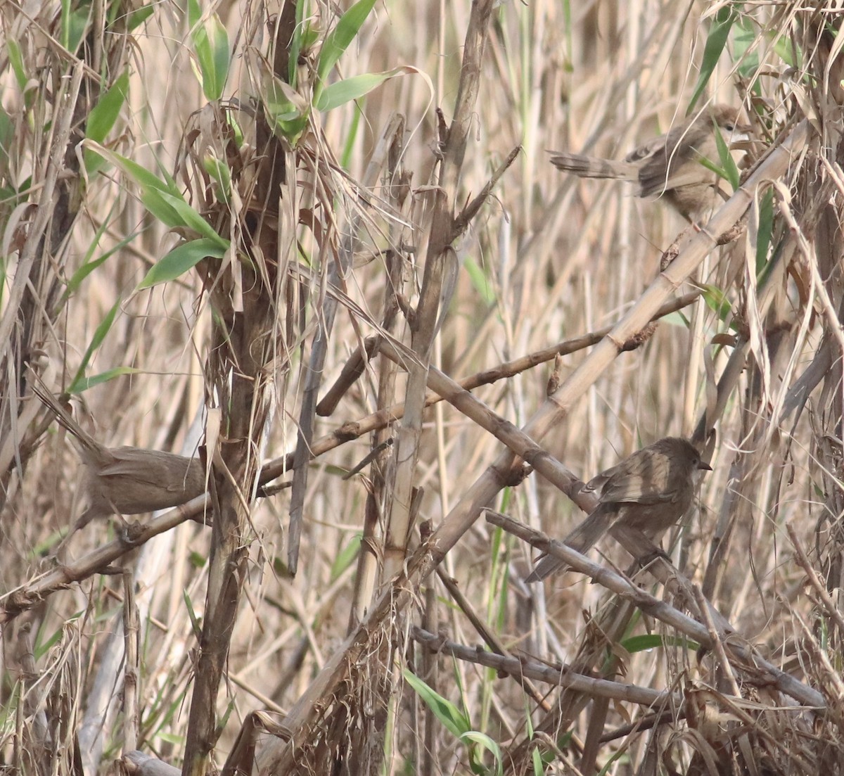 Iraq Babbler - ML614979162