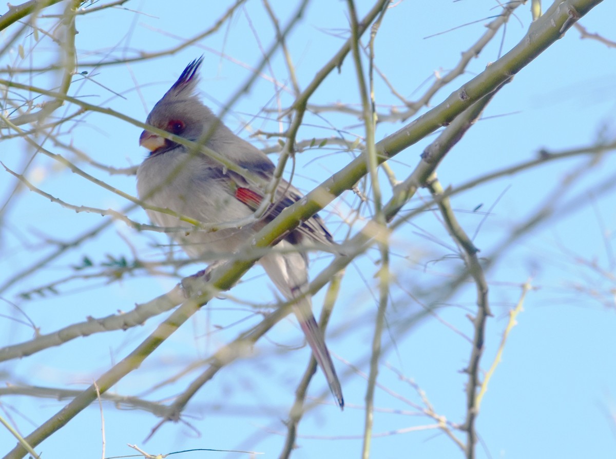 Pyrrhuloxia - Scott Jackson