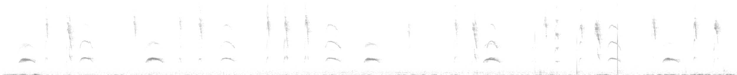 Élénie à cimier blanc (chilensis) - ML614979194