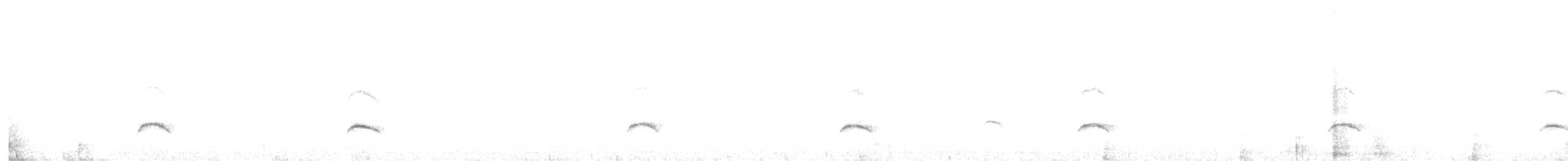 Élénie à cimier blanc (chilensis) - ML614979195