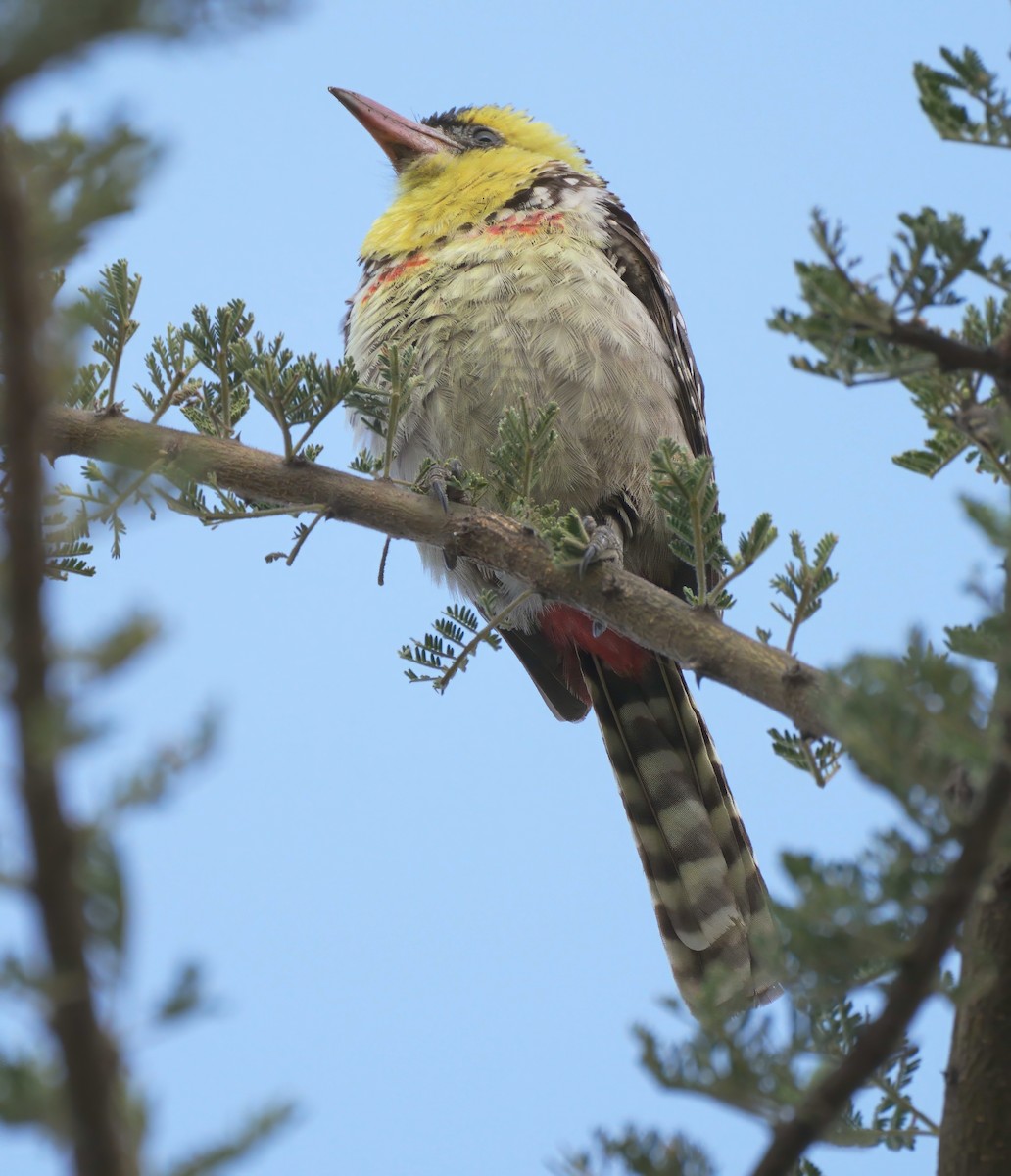 Yellow-breasted Barbet - Tracy McLellan