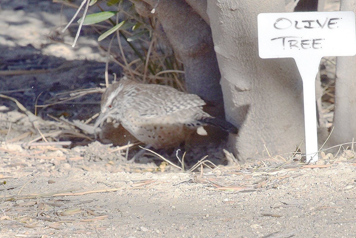 Cactus Wren - Scott Jackson