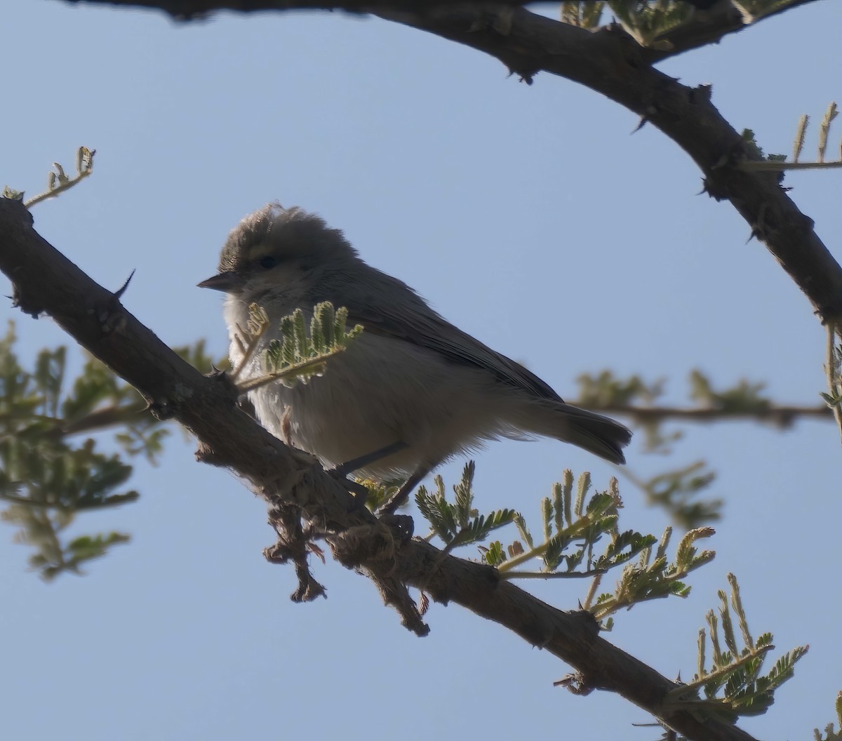 Mouse-colored Penduline-Tit - Tracy McLellan