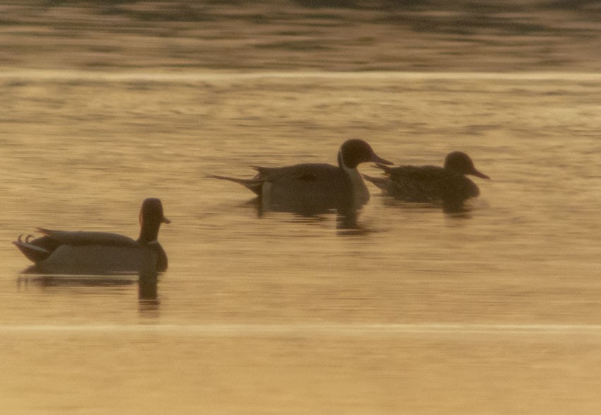 Northern Pintail - ML614979267