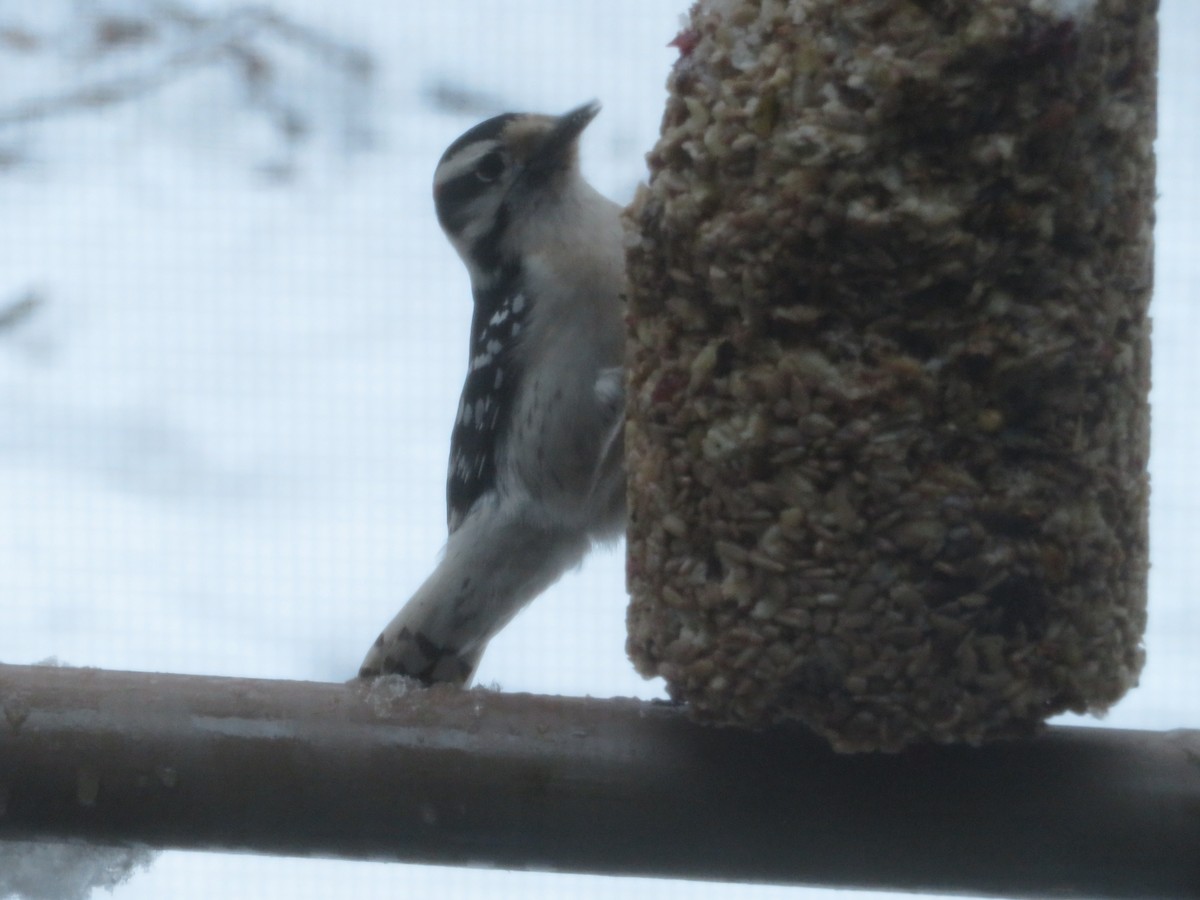 Downy Woodpecker - Deena Mickelson